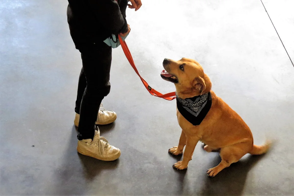 Instituto do Animal — 2