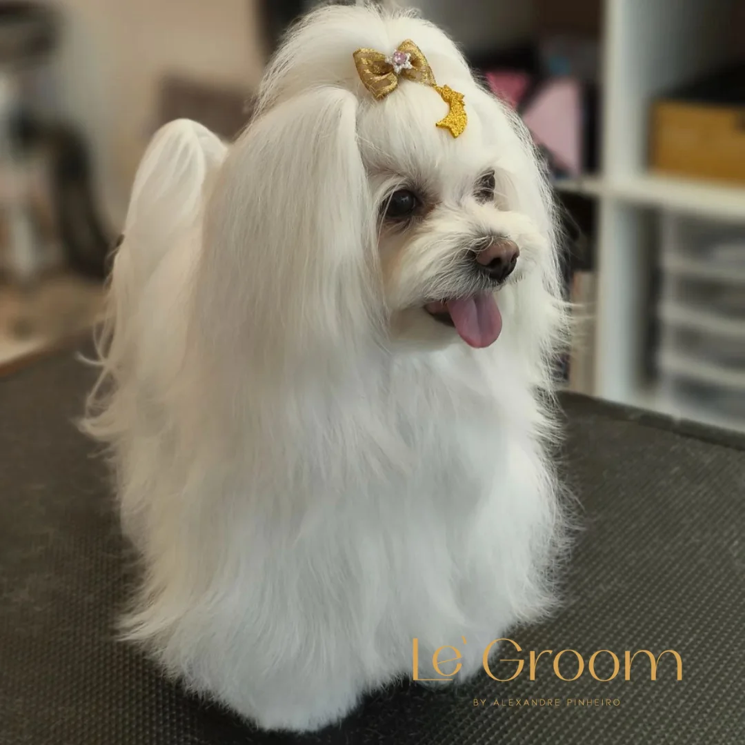 LE´GROOM Banhos e Tosquias