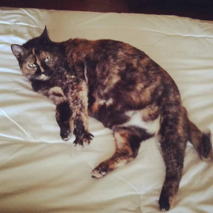 Clínica Veterinária São Francisco d' Assis — 3