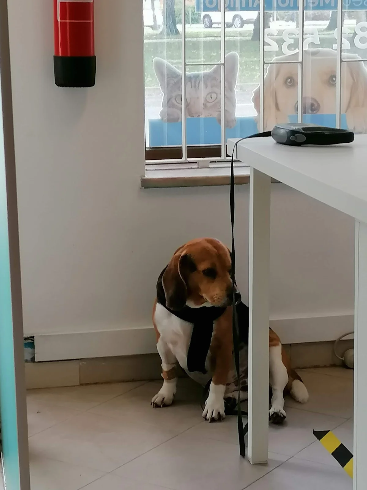 Sociedade Protectora dos Animais — 2