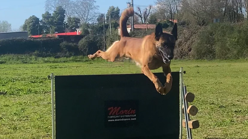 Sopatas - School For Dogs