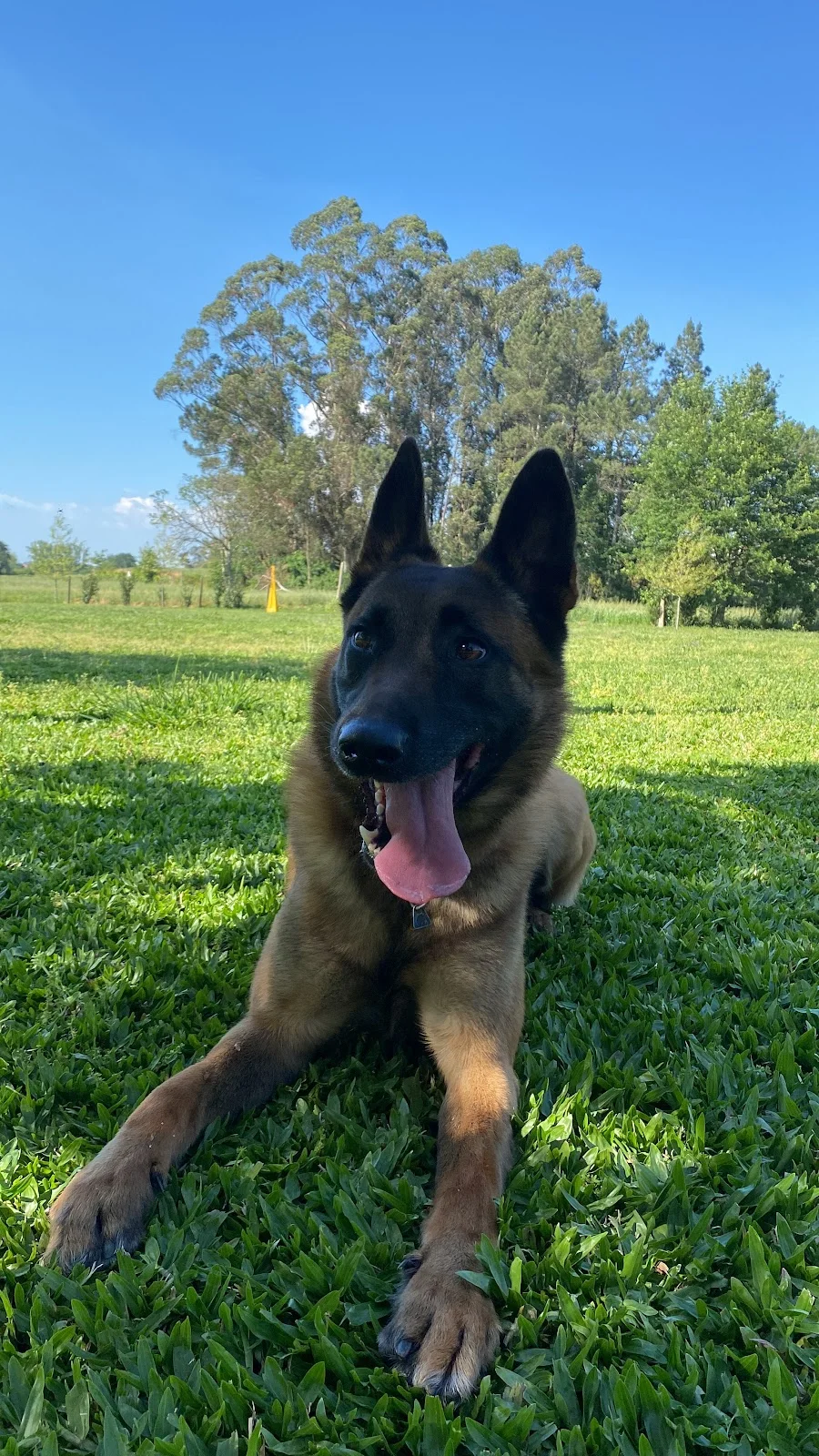 Sopatas - School For Dogs — 2