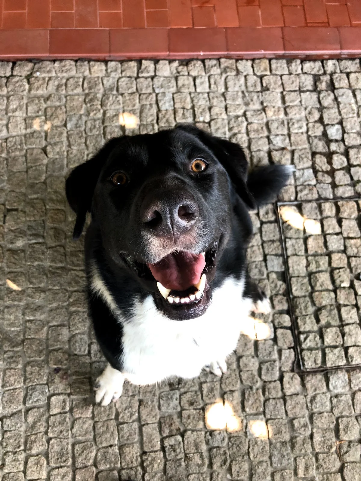 Sopatas - School For Dogs — 3