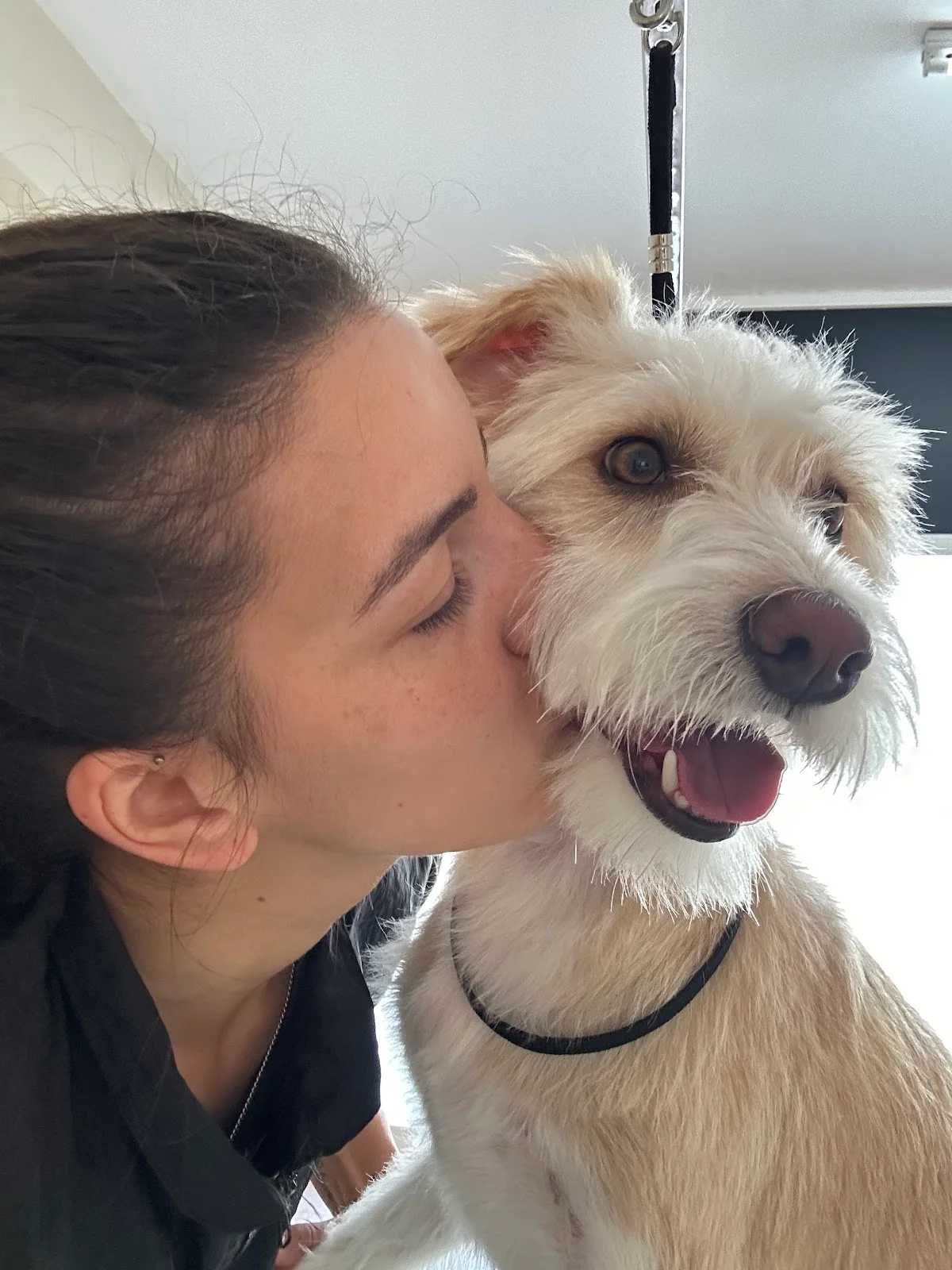 O Meu Cãotinho - Banhos e Tosquias — 2