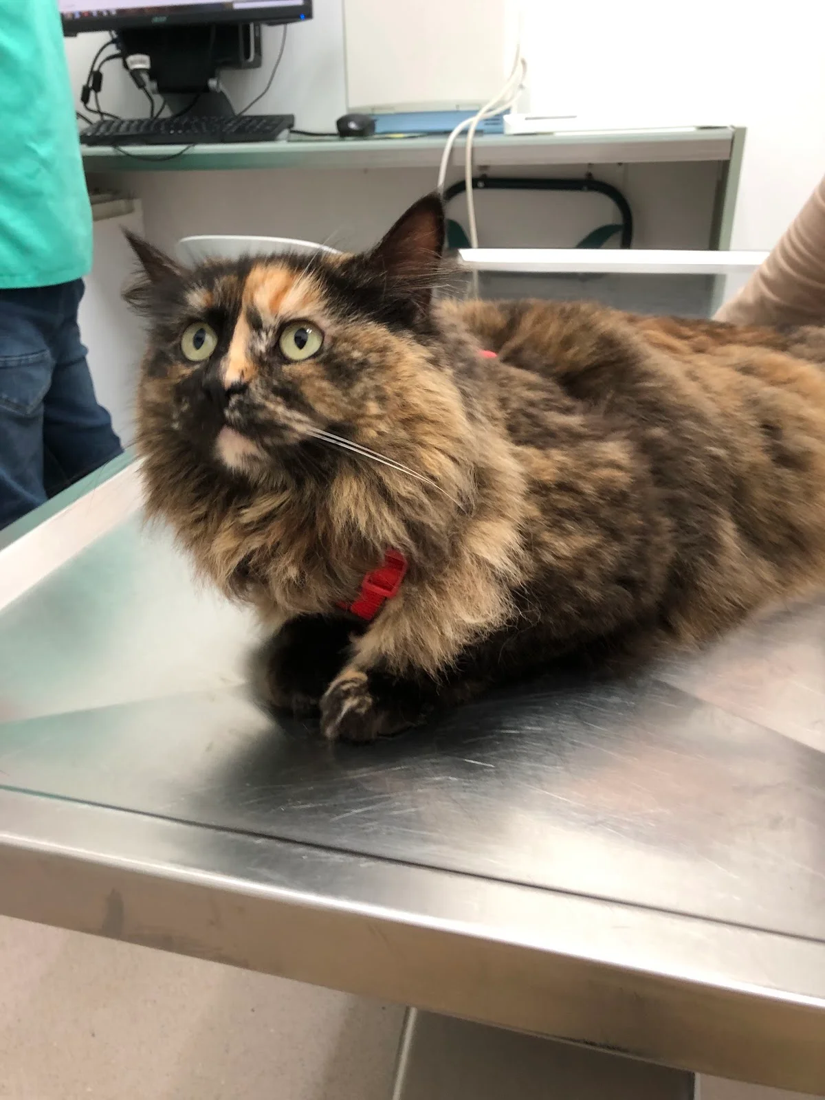 Clinica Veterinaria De Custóias — 2