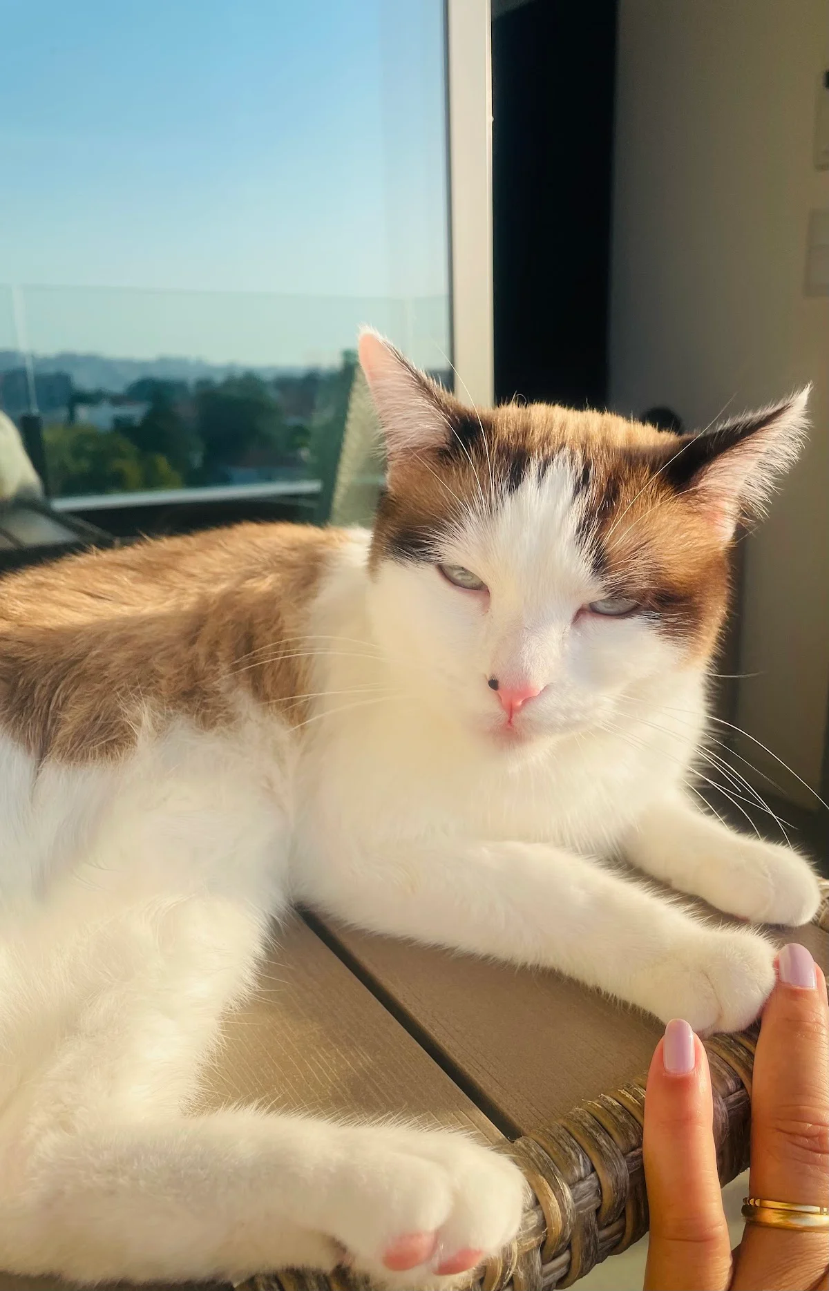 Clínica Veterinária de Mafamude