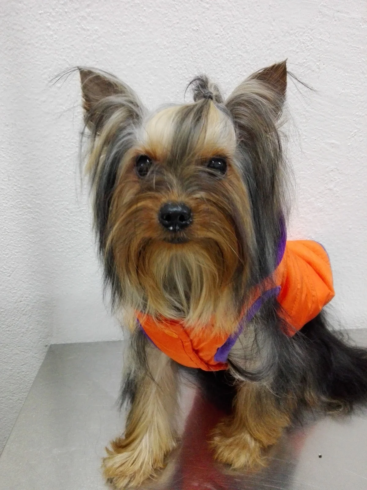 Clínica Veterinária de Mafamude — 2