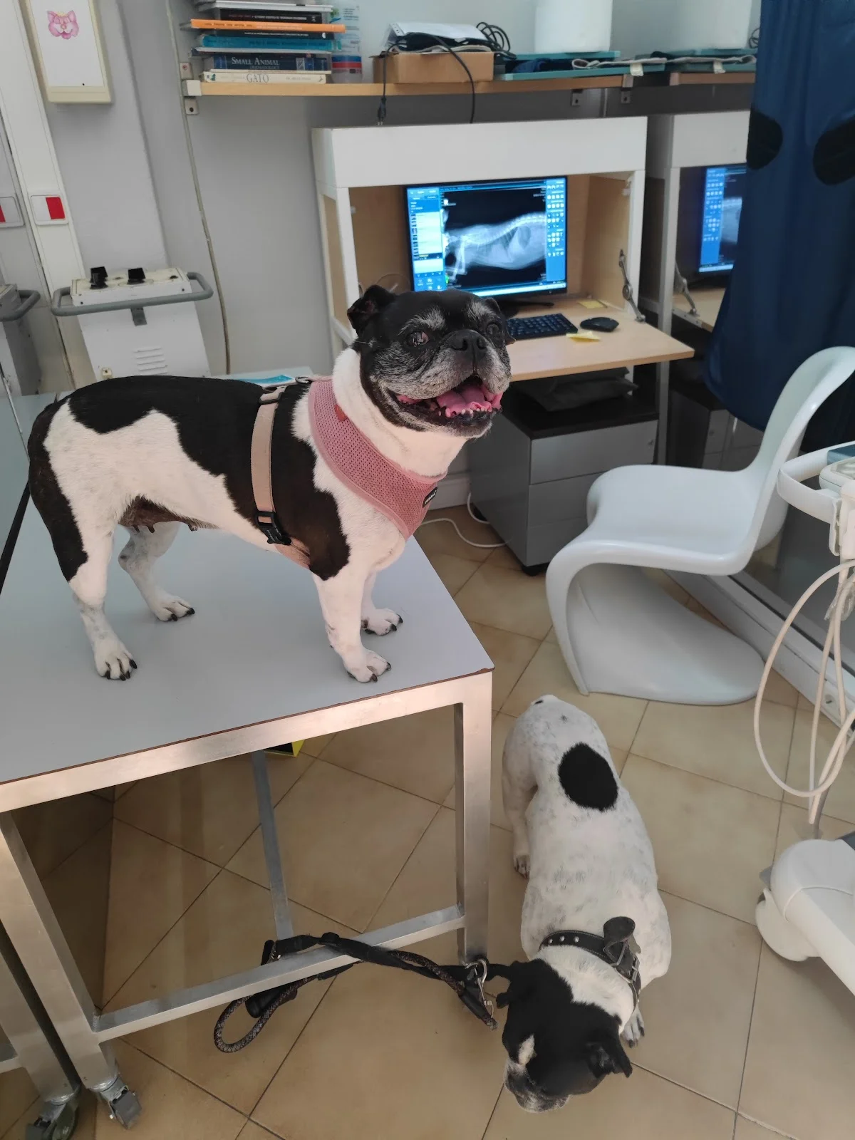 Clínica Veterinária de Mafamude — 3