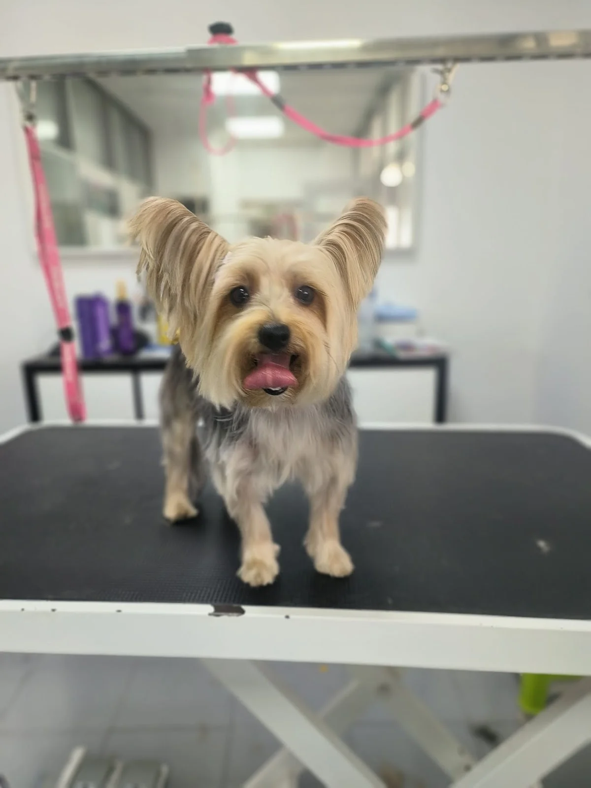 DogsClub | Banhos e tosquias Matosinhos