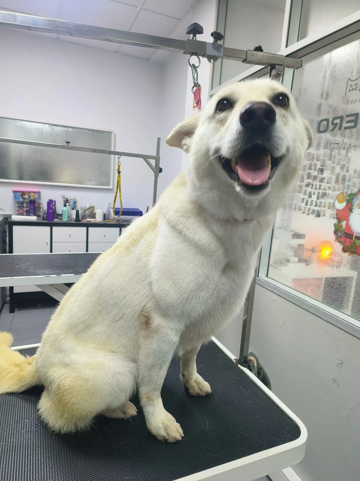 DogsClub | Banhos e tosquias Matosinhos — 2