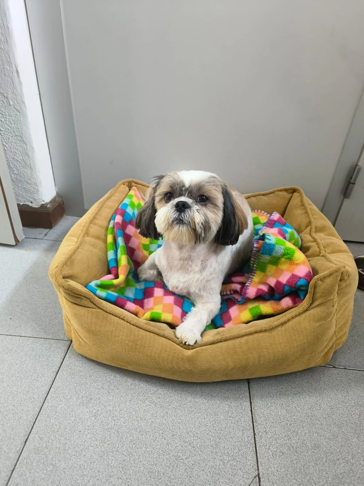 DogsClub | Banhos e tosquias Matosinhos — 3