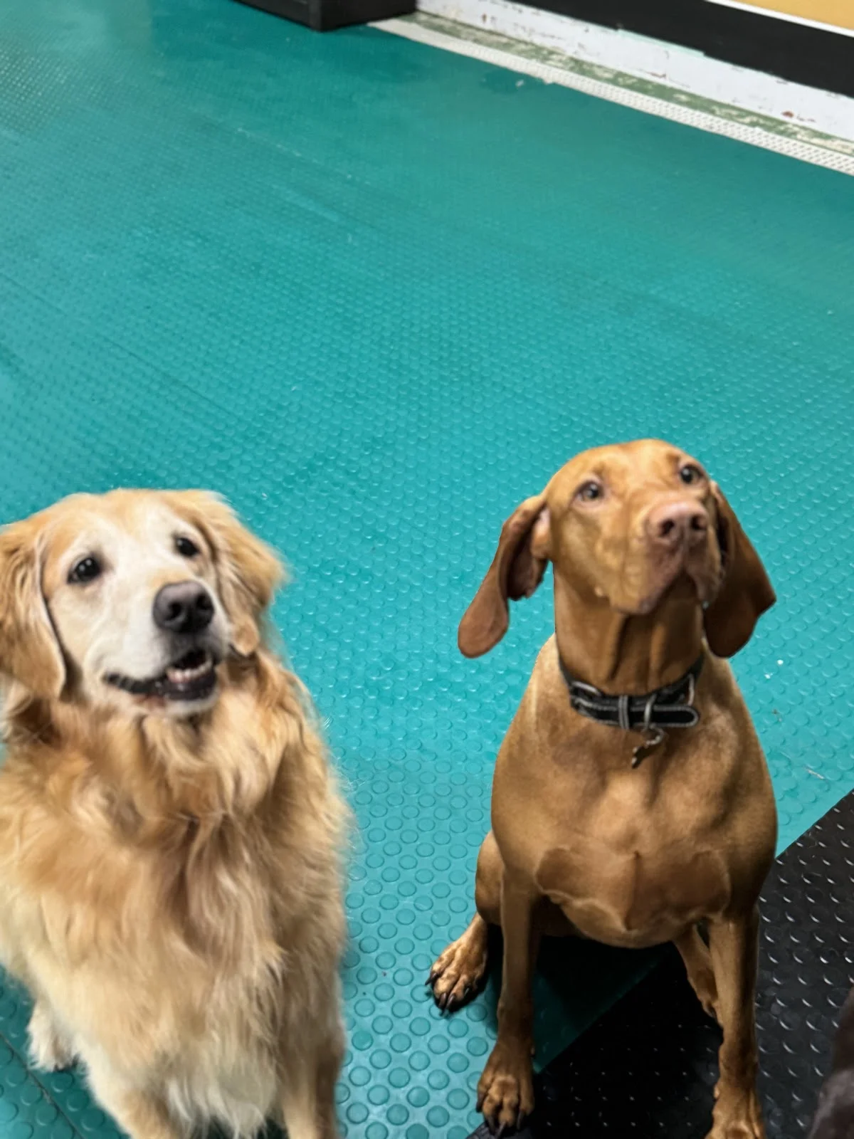 DOG DAY CARE