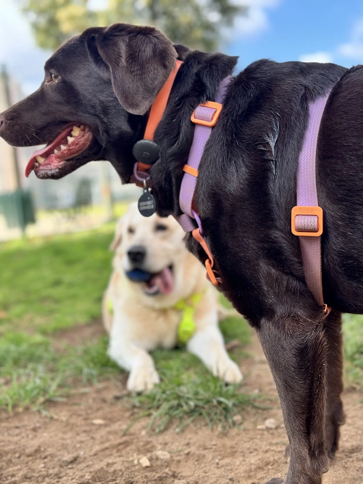 DOG DAY CARE — 2