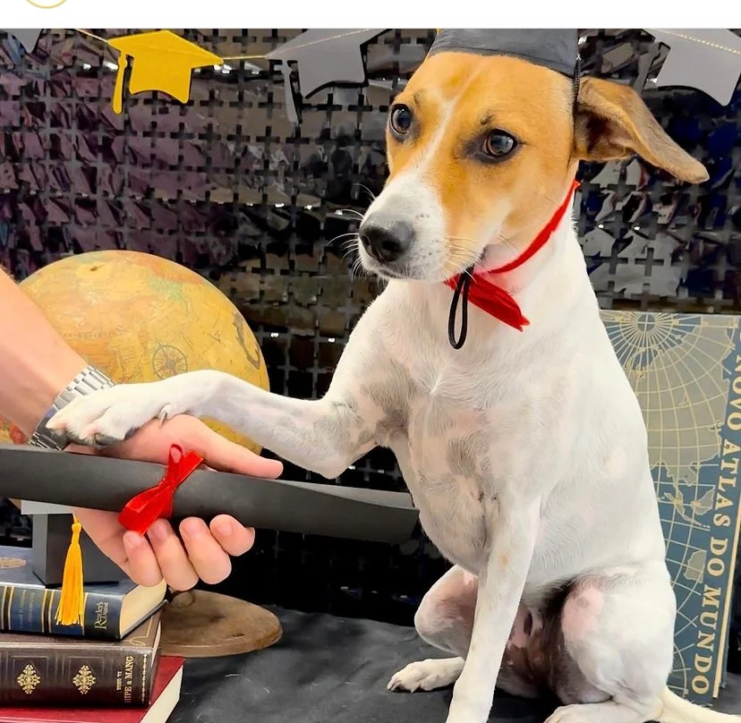 DOG DAY CARE — 3