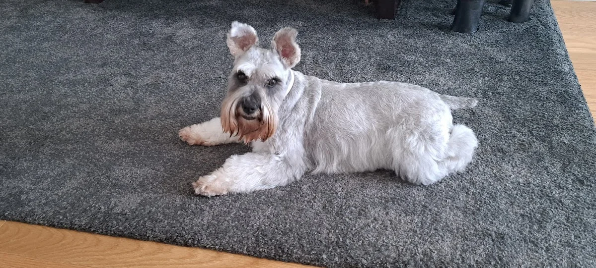 Top Grooming by: sara silva — 3