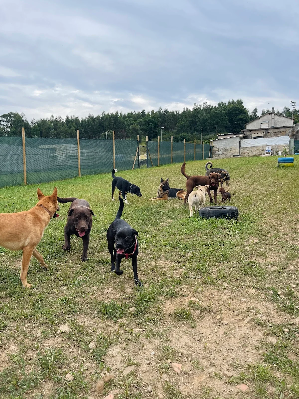 Pata D’ouro - Creche Canina — 2