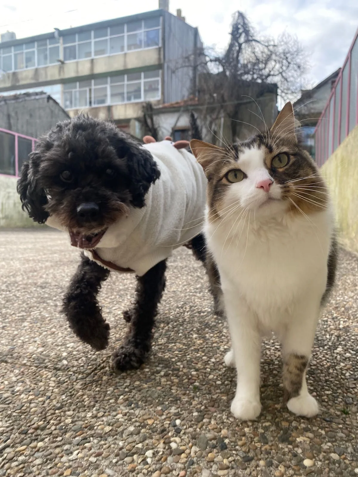 Pata D’ouro - Creche Canina — 3