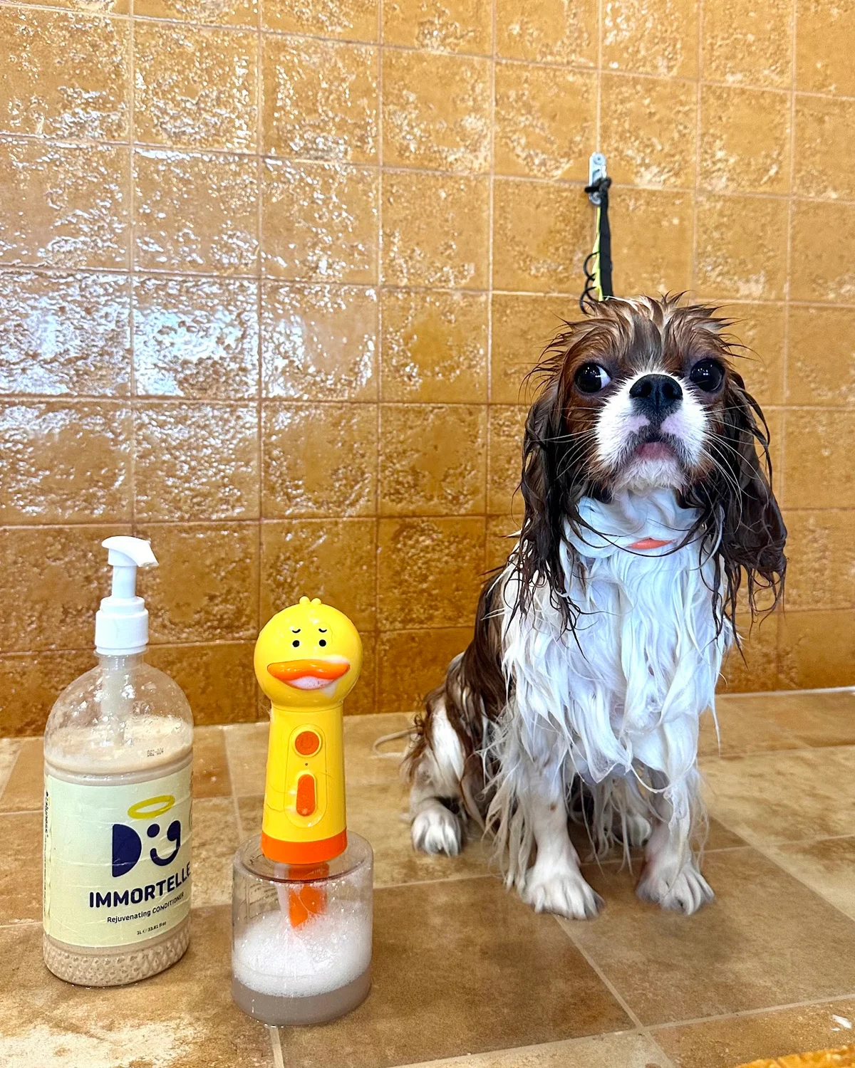 DogKind - Positive Grooming