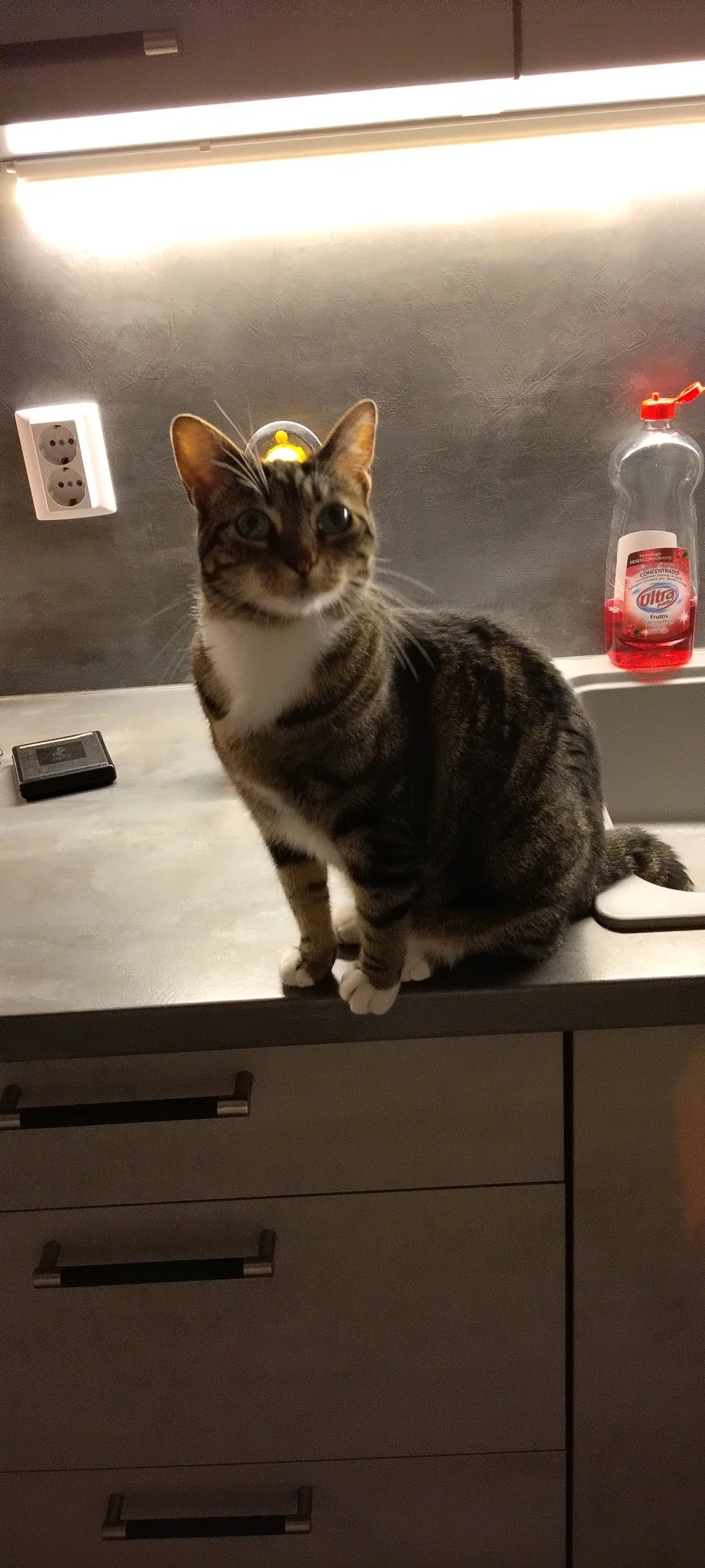 MALUANIMAL VET & SPA — 2