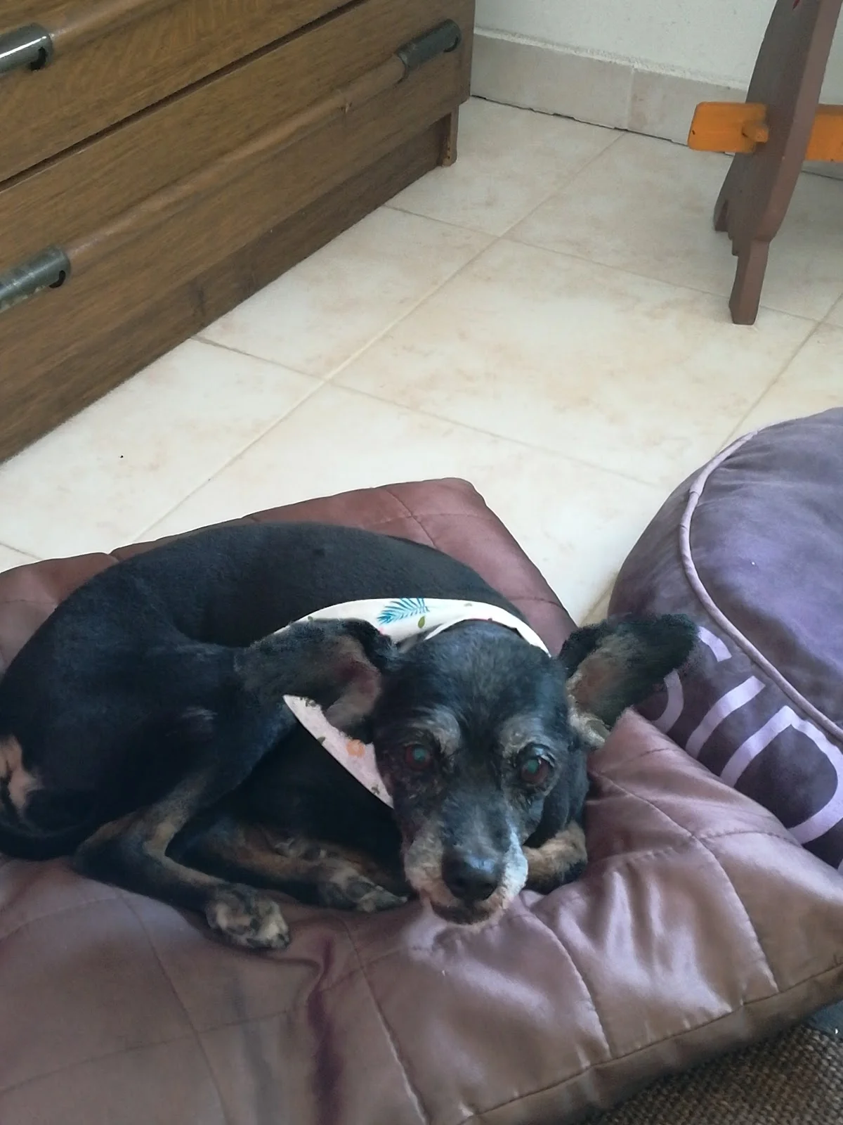 MALUANIMAL VET & SPA — 3