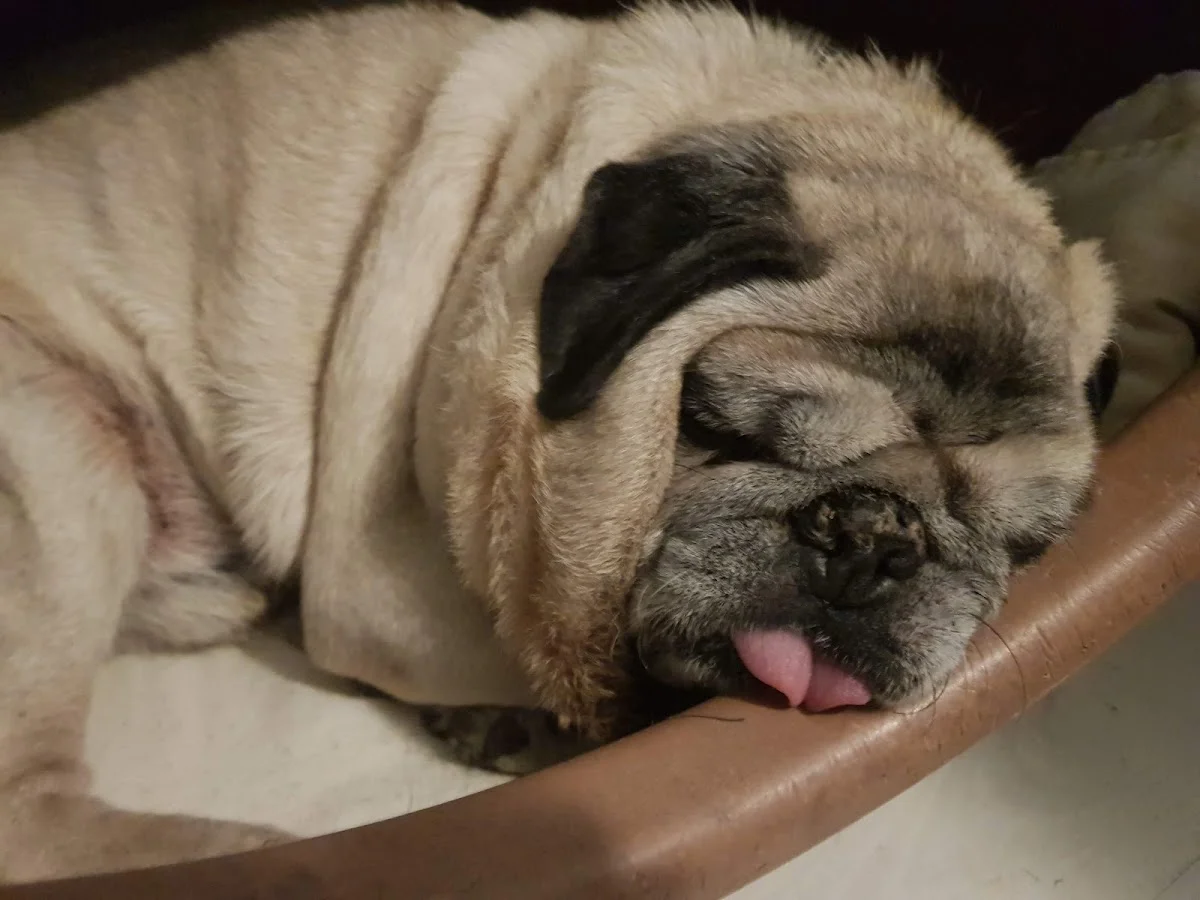 Dogtor - Clínicas Veterinárias, Lda. — 3