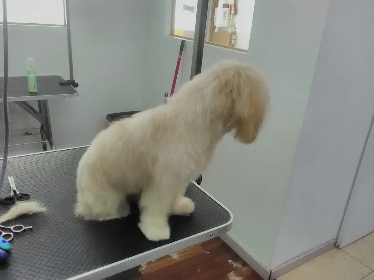 Pet Styling by Susana Silva — 2