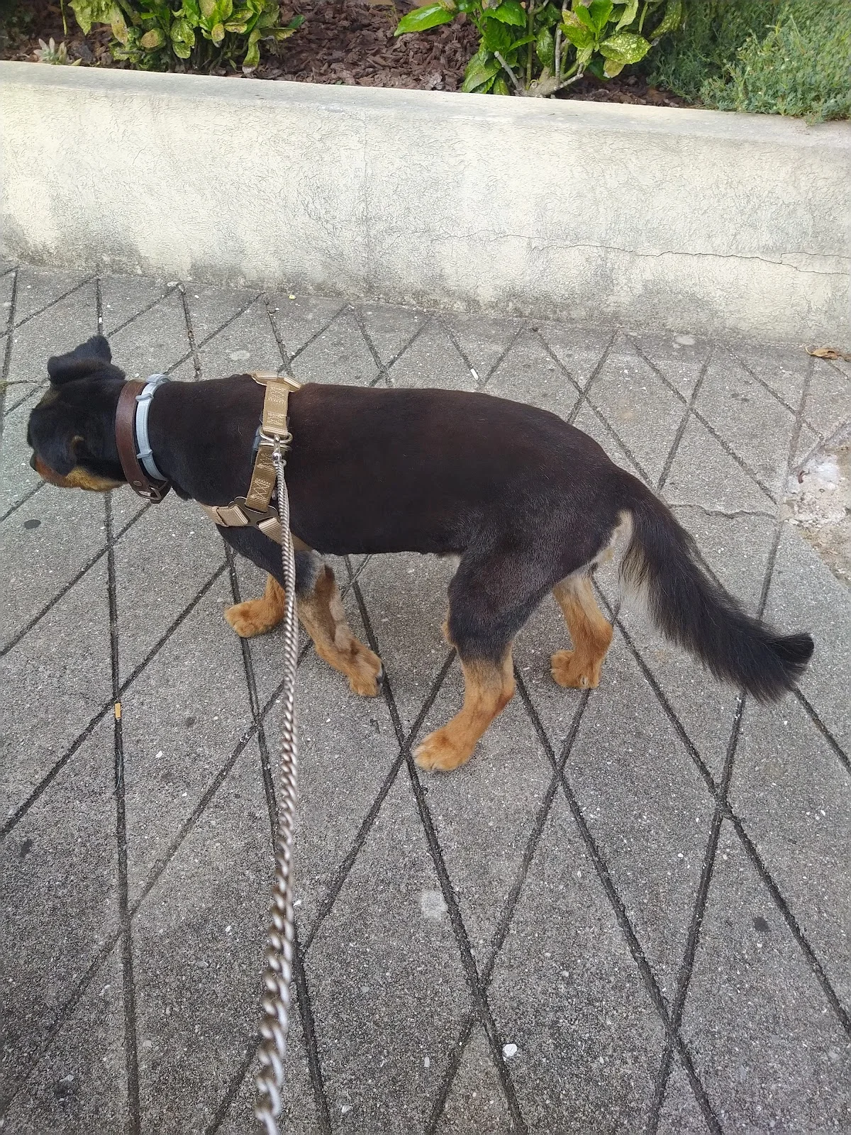 Pet Styling by Susana Silva — 3
