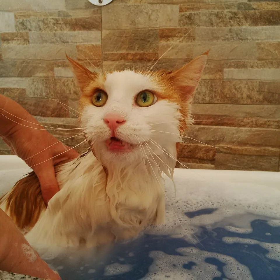 Splash - Banhos e Tosquias Maia — 2