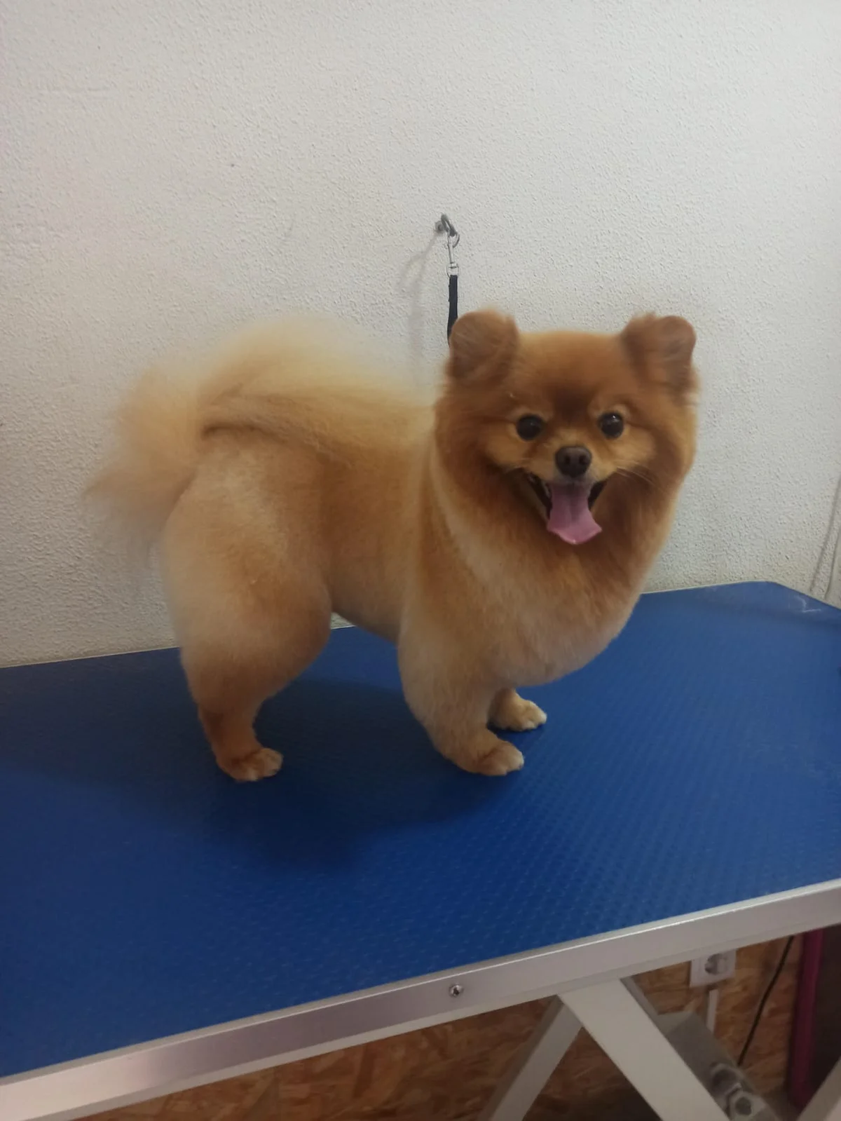 Patacão Estetica animal — 2