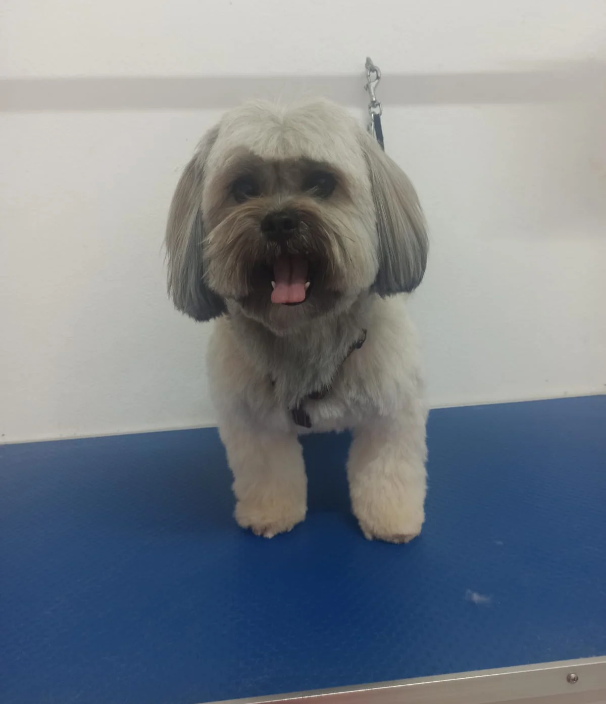 Patacão Estetica animal — 3