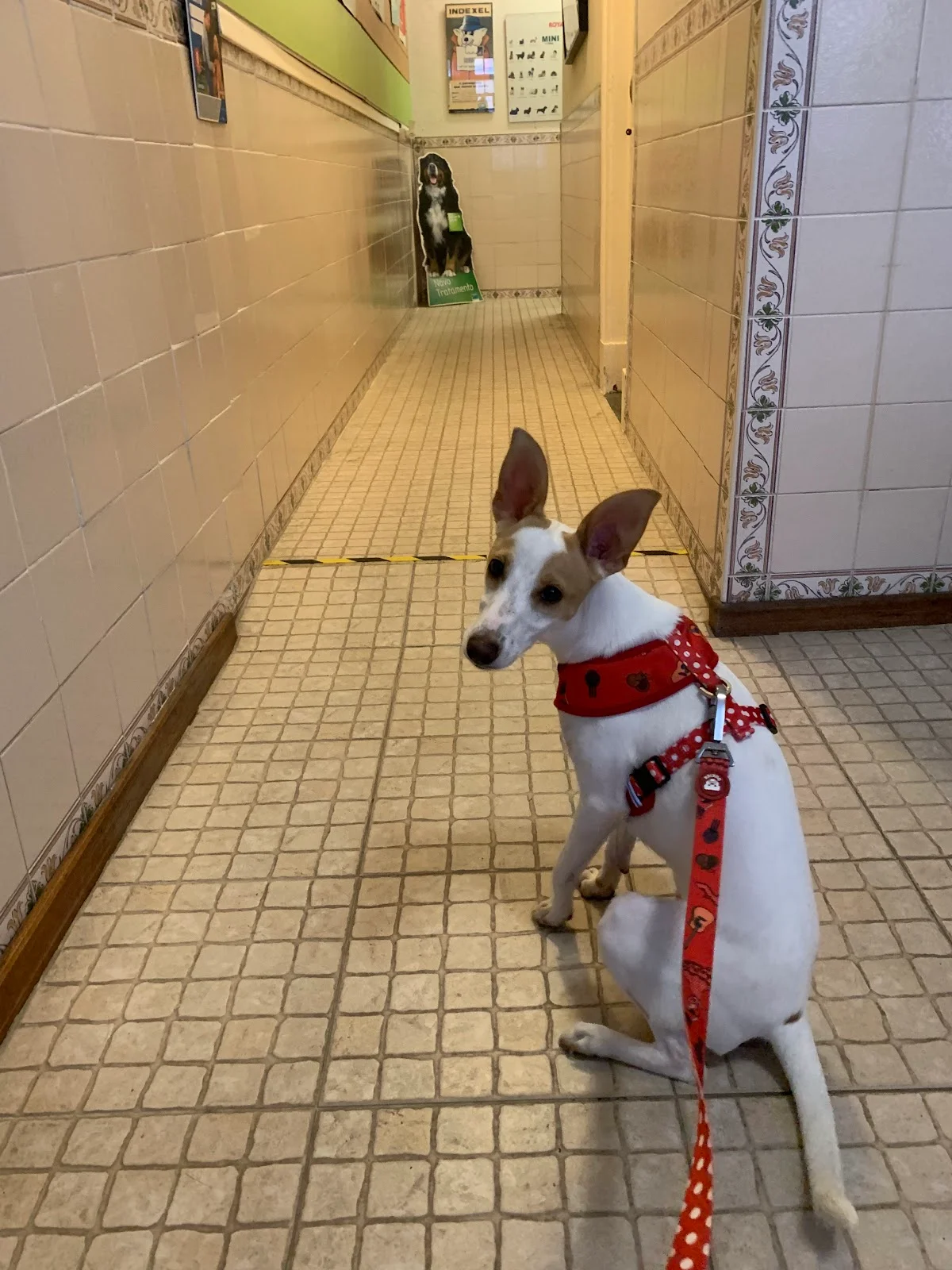 Clínica Veterinária De Arroios Lda — 3