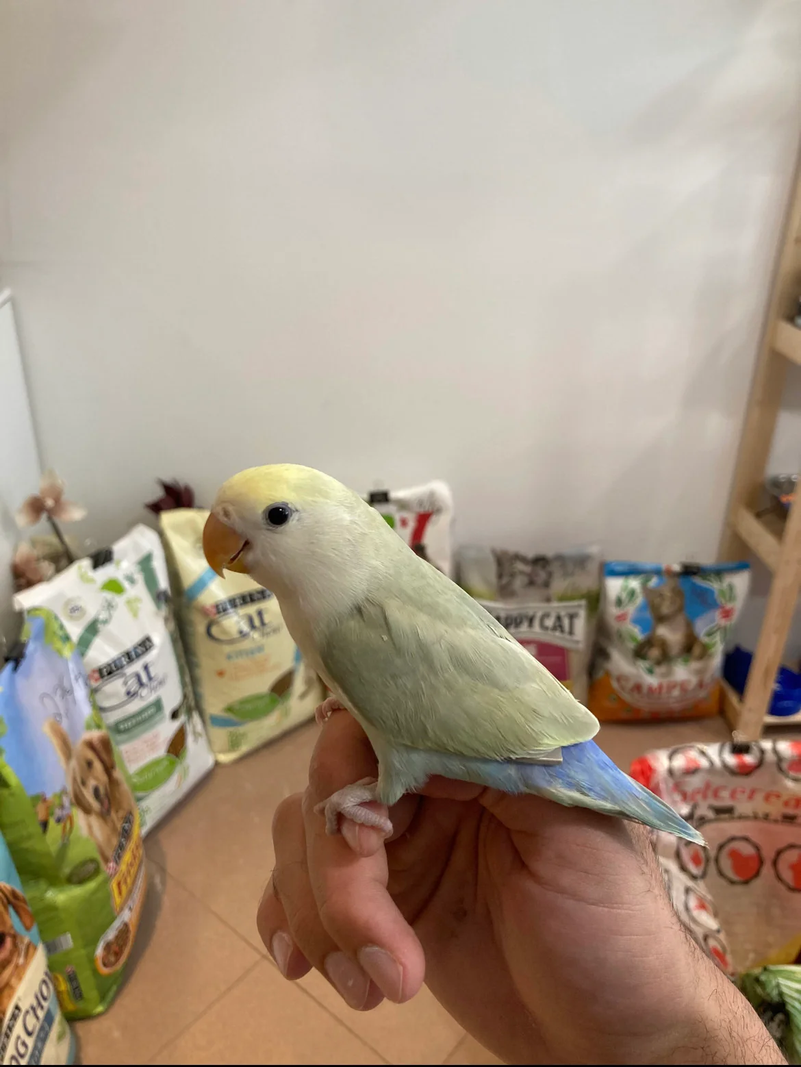Mundo Animal Outlet — 2