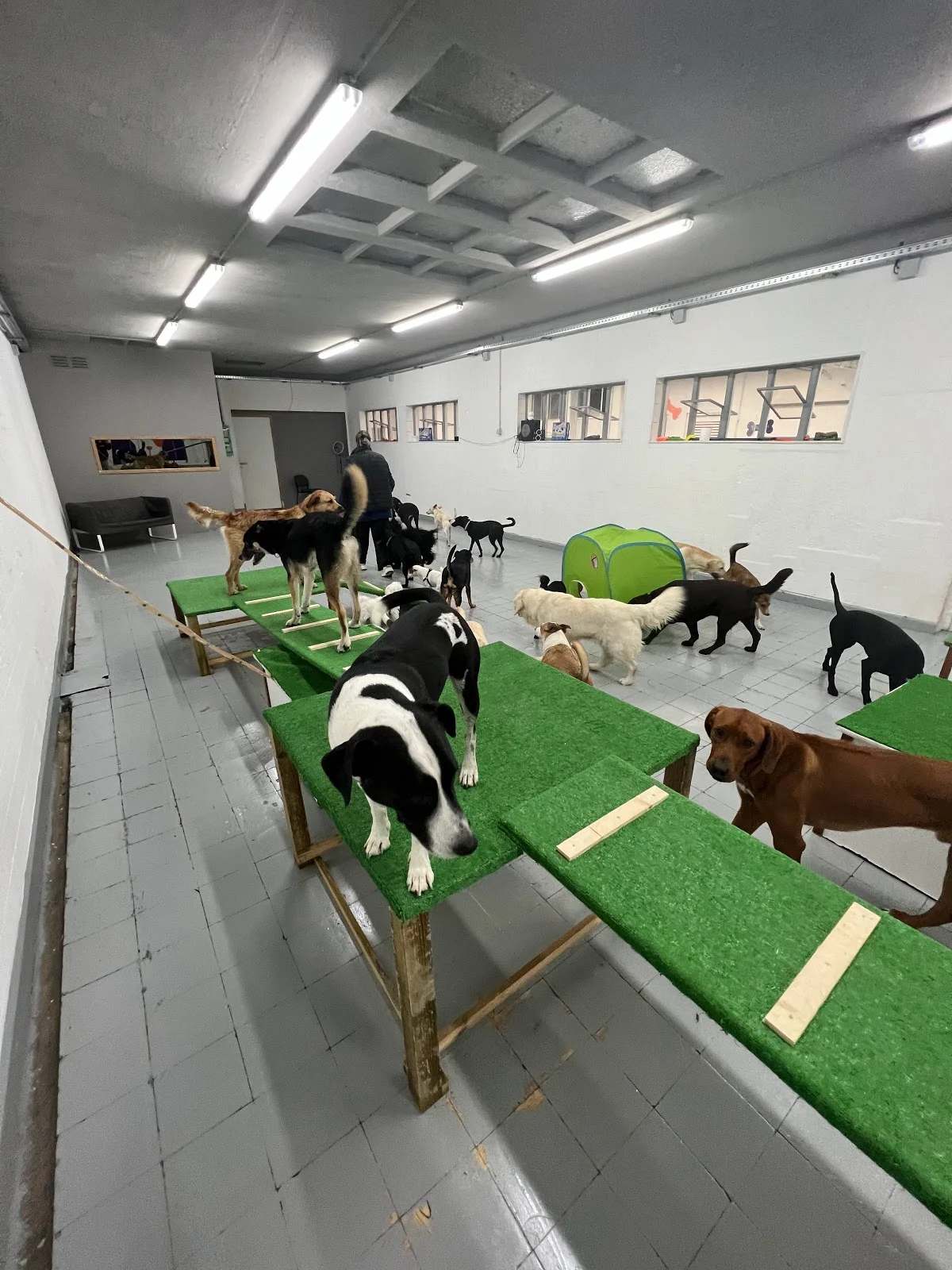 Easy dogs Academy