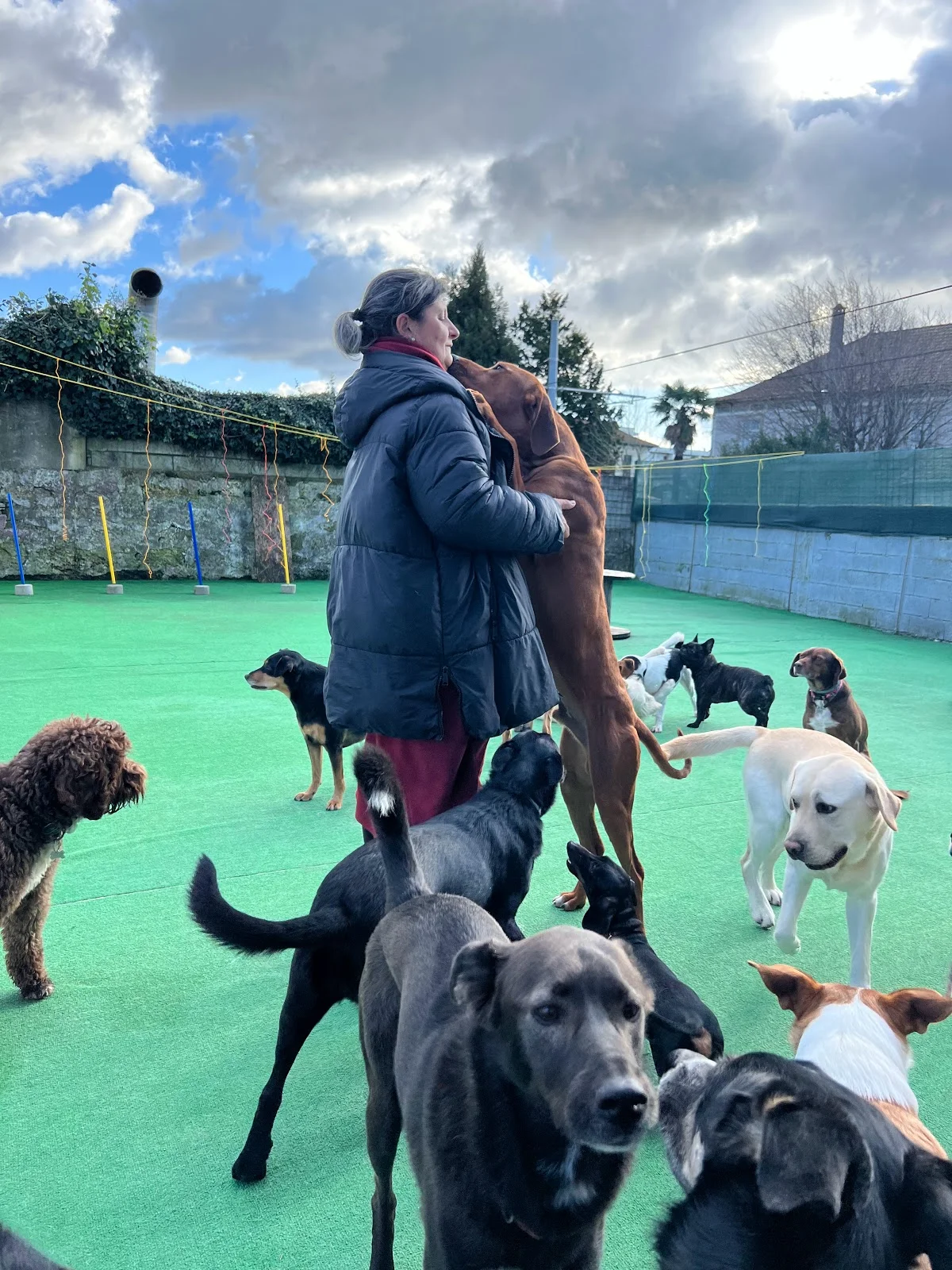 Easy dogs Academy — 2