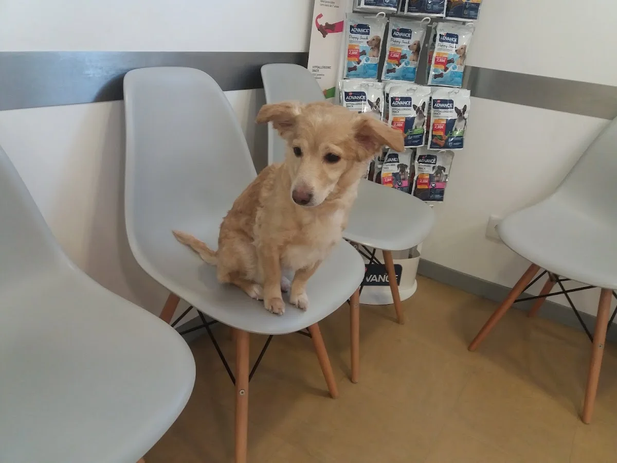 Clínica Veterinária de Alvalade — 3