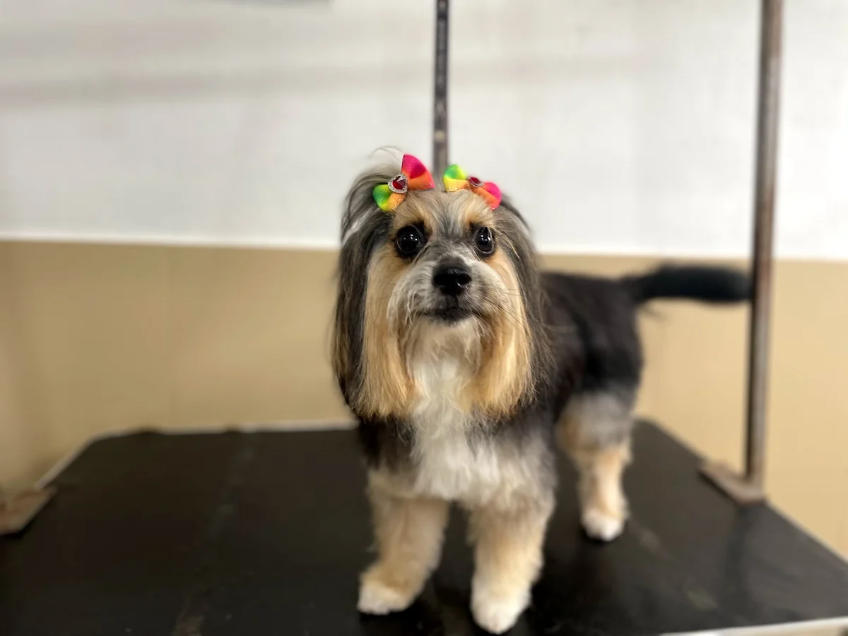 Shanti Pet Shop — 3