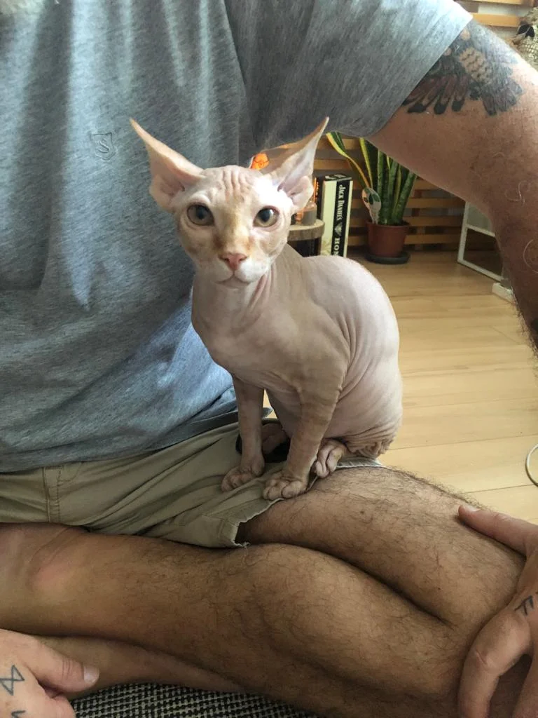Mimos & Relax Pets — 2