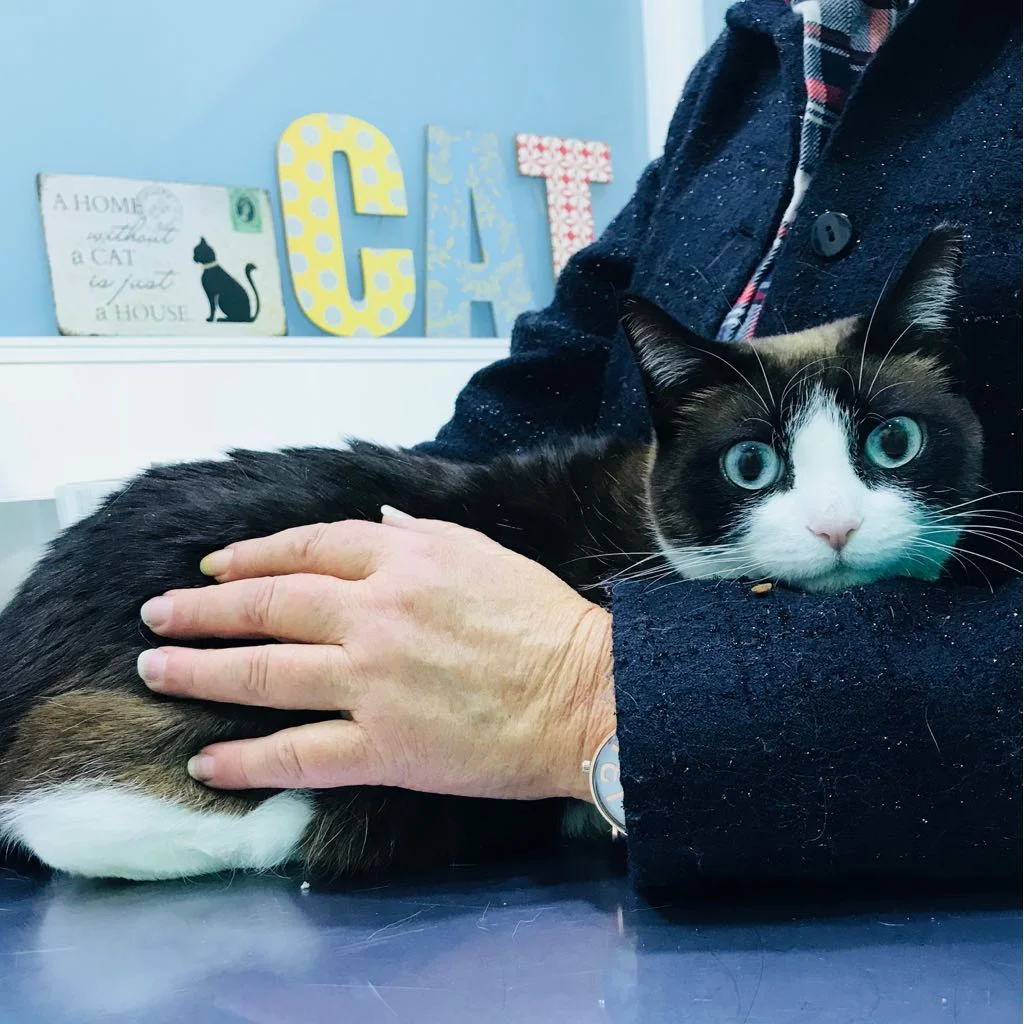 LEÇAVet - Clínica Veterinária — 3