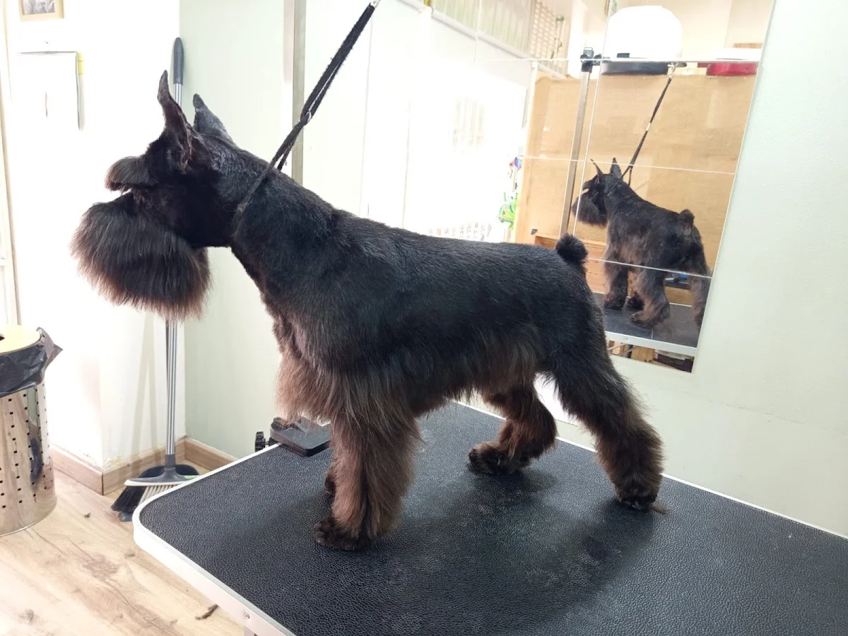 Barberdog Porto — 3
