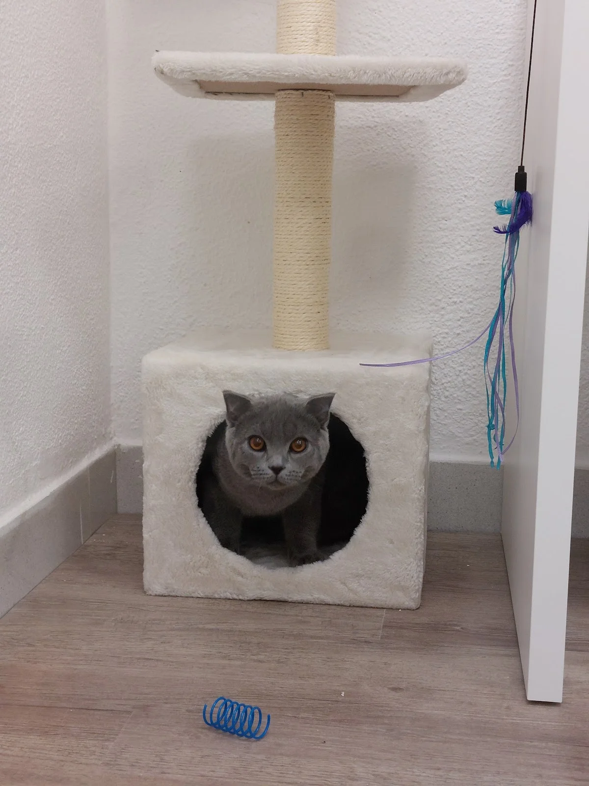 Hotel Mimos & Relax Cats - São Marcos — 3