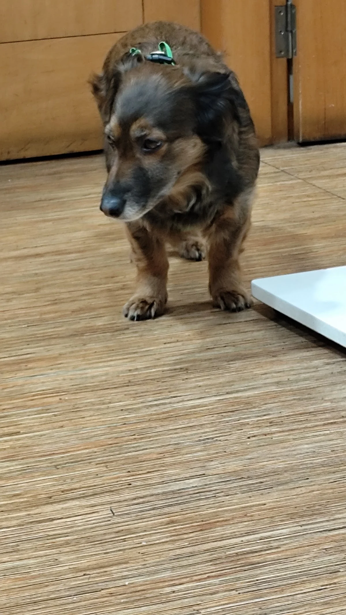 Clínica Veterinária Oliveiras — 2