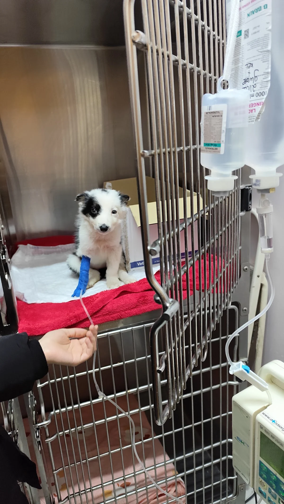 Clínica Veterinária Oliveiras — 3