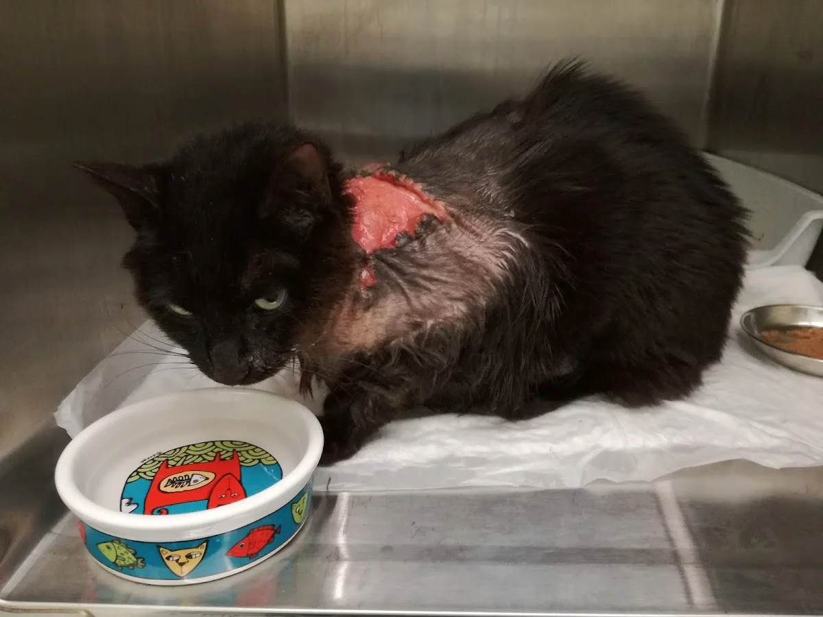 AniCura CHV Porto Hospital Veterinário — 3