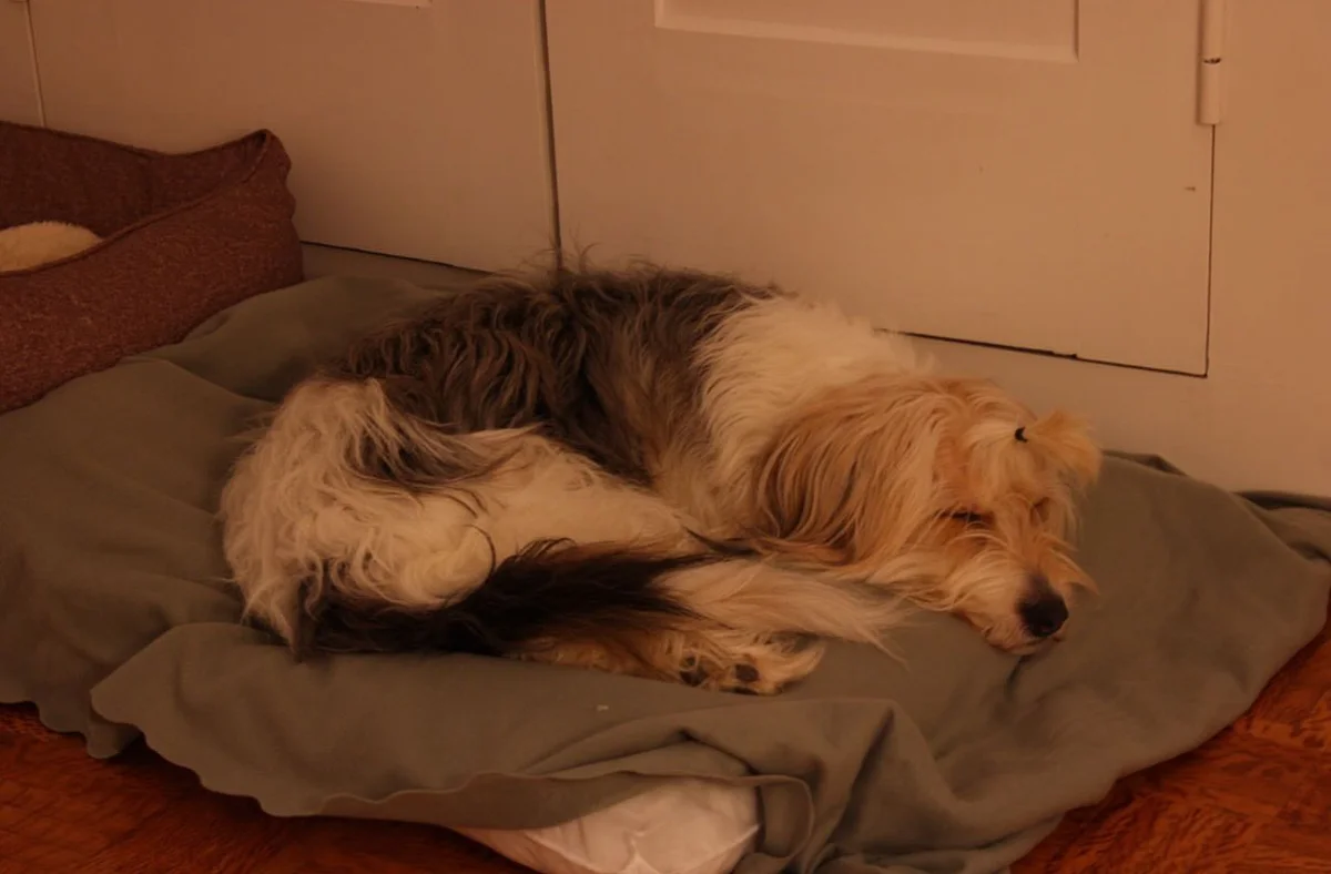 Pet Sitting Ana Clara