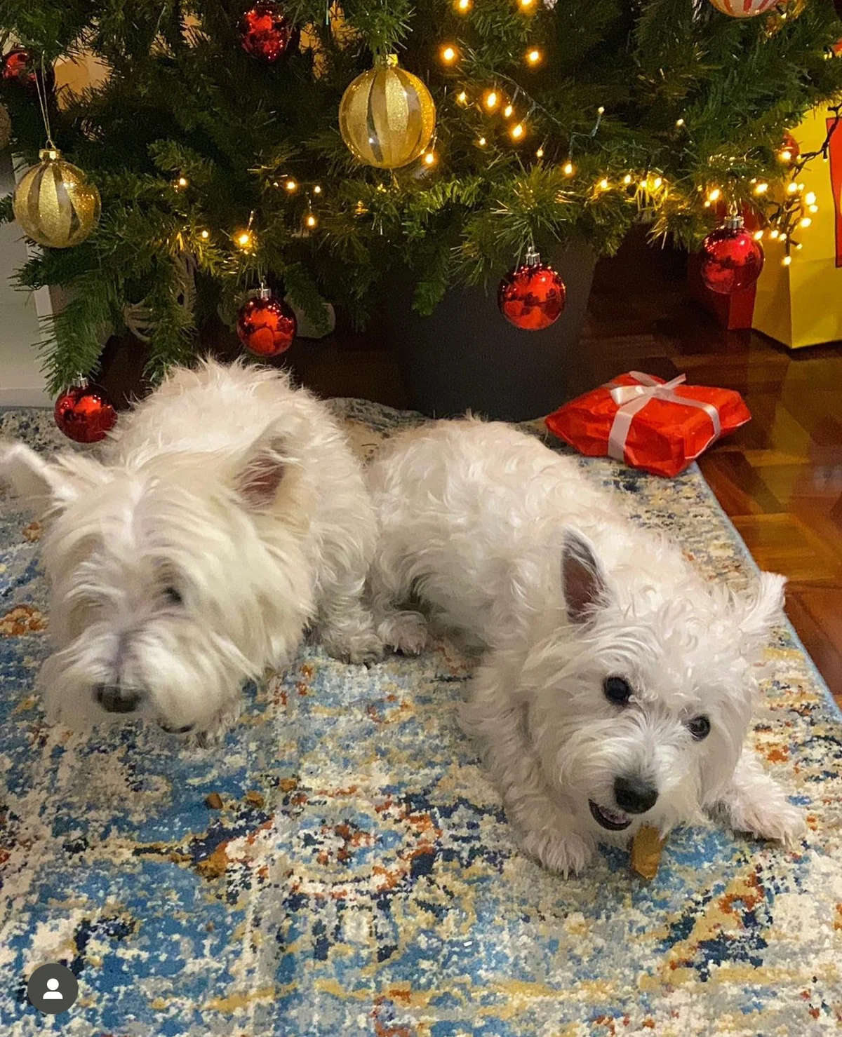 Pet Sitting Ana Clara — 2