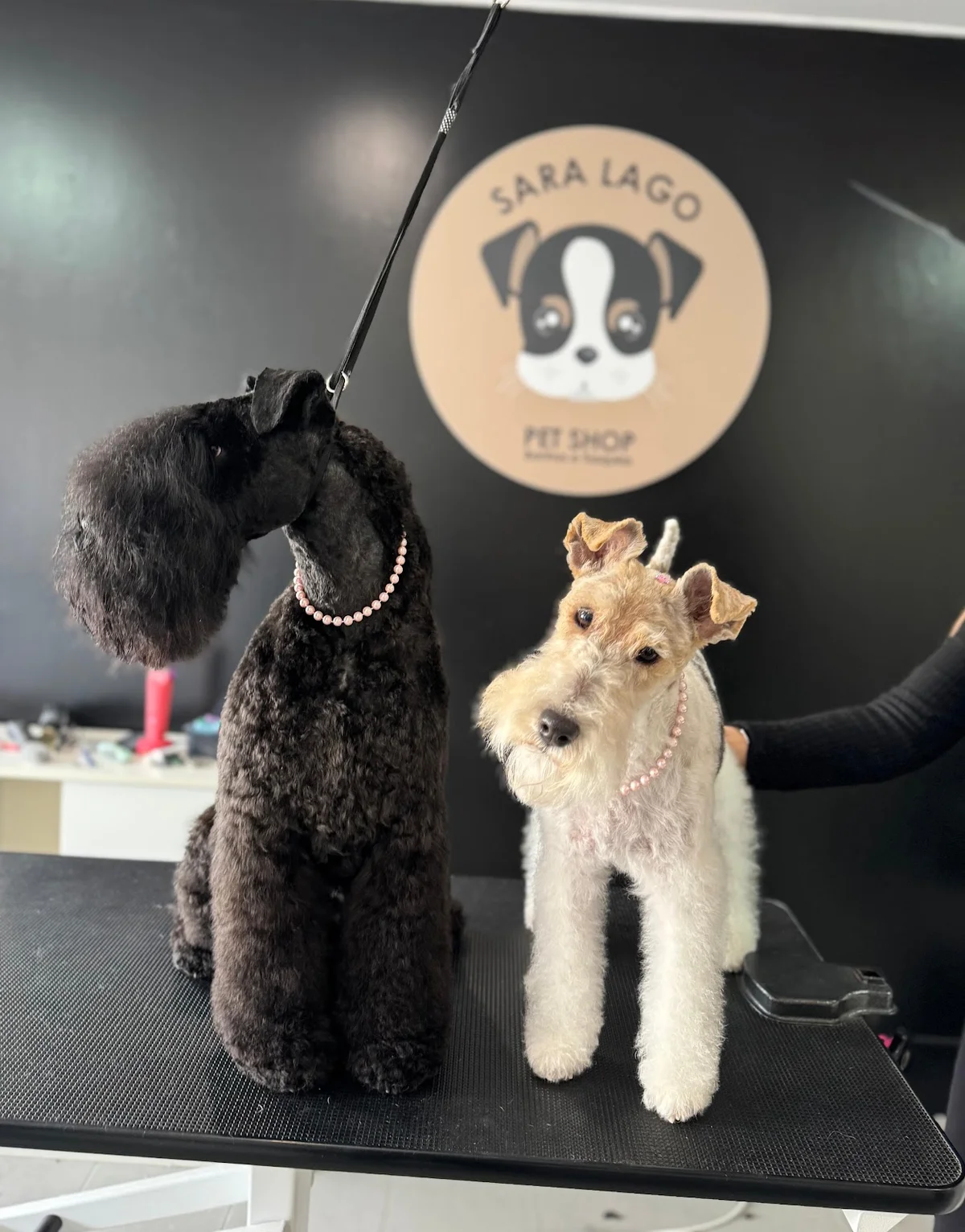 Pet Shop Sara Lago Banhos e Tosquias Telheiras — 3
