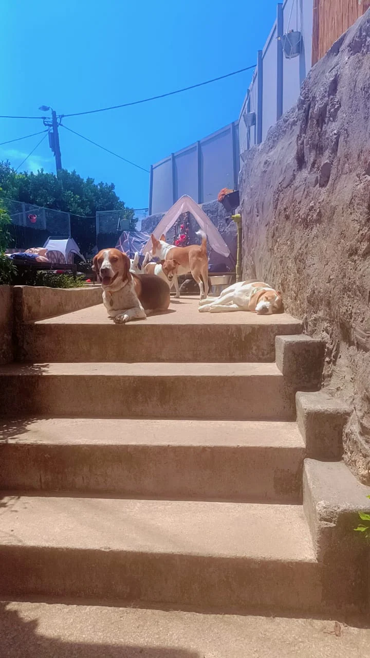 Ama pet care — 2