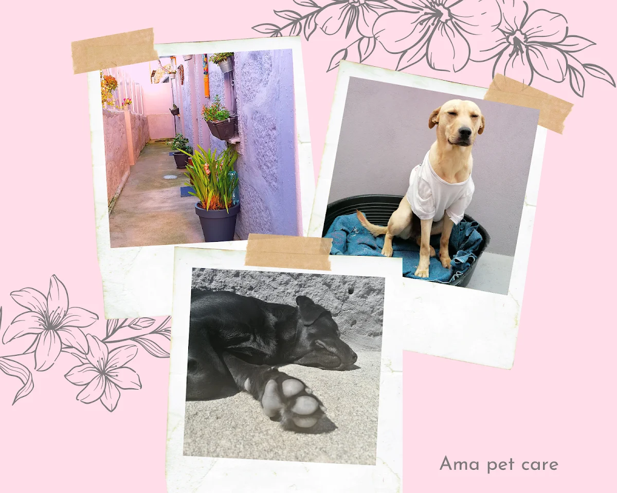 Ama pet care — 3
