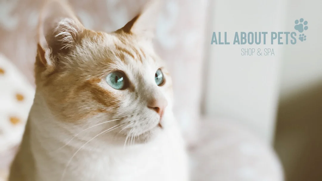 All About Pets