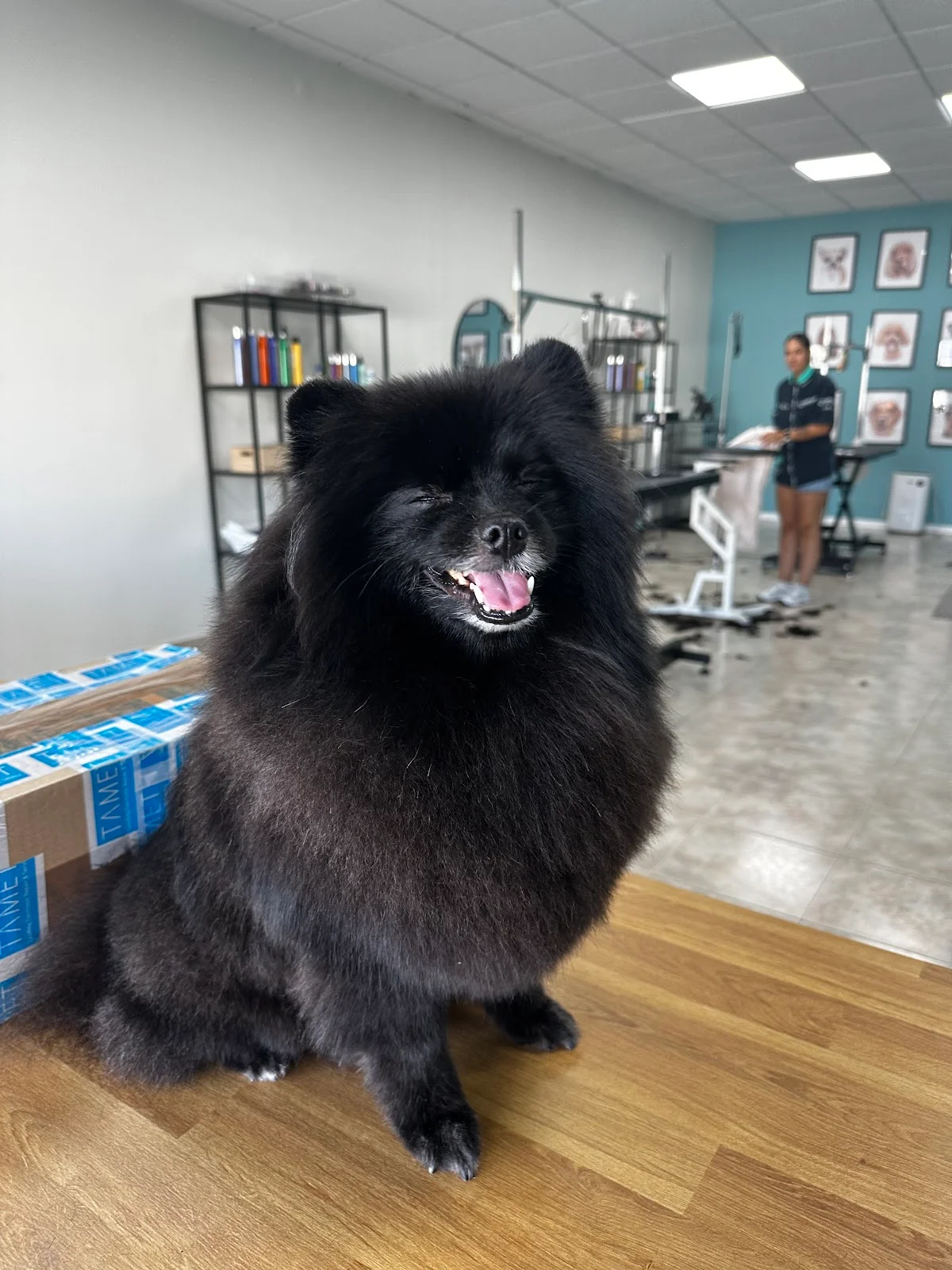 All About Pets — 2